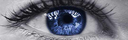 Auge